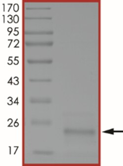 Sino Biological&nbsp;Recombinant Human RhoA Protein (S188A, His Tag)